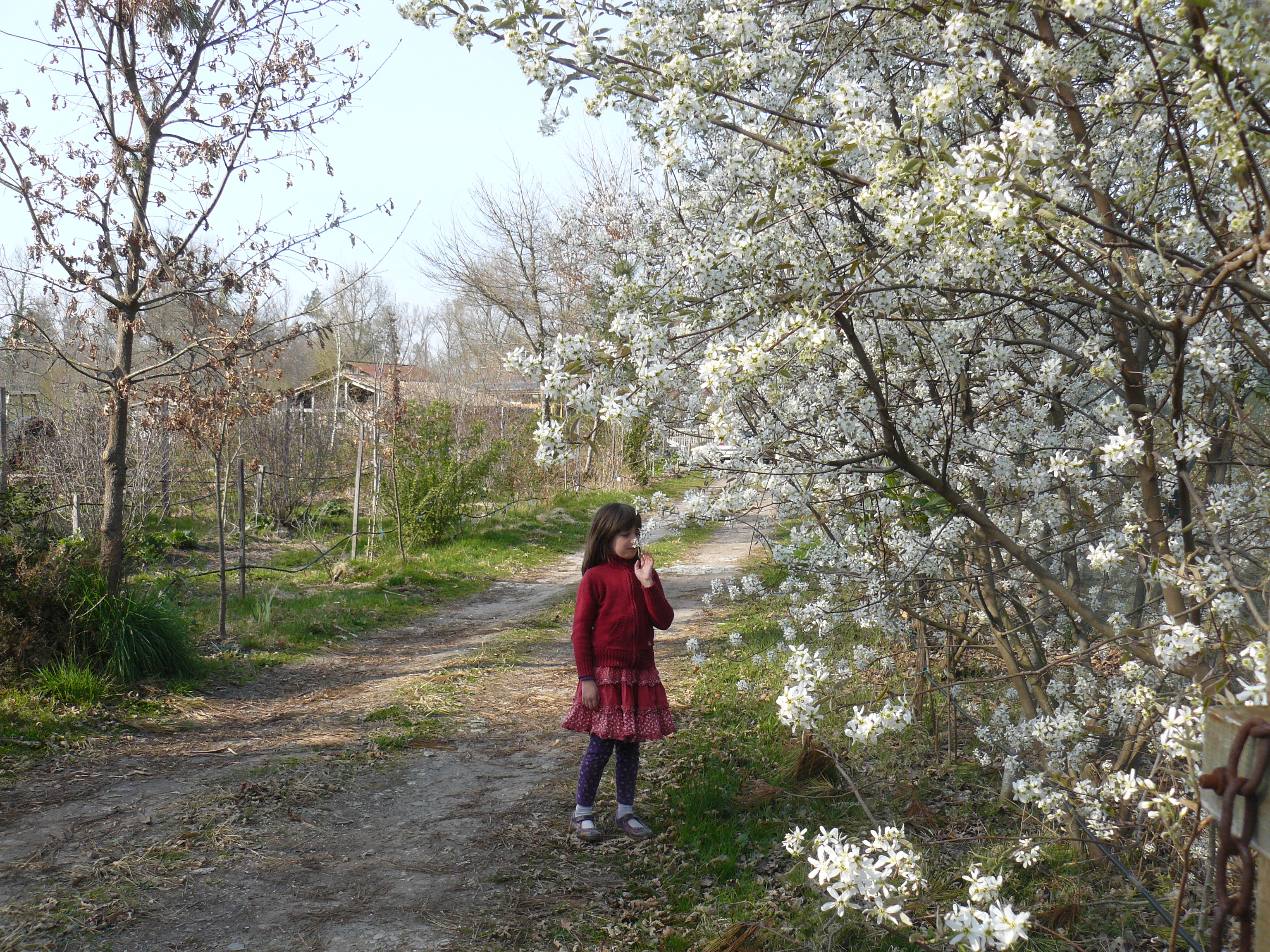 Entrée de la ferme avec arbre en fleur et enfant