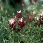 Lavandula stoechas (lavande papillon pourpre)