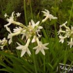 Tulbaghia violacea (blanc)