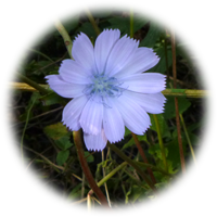 Fleur de chicorée sauvage