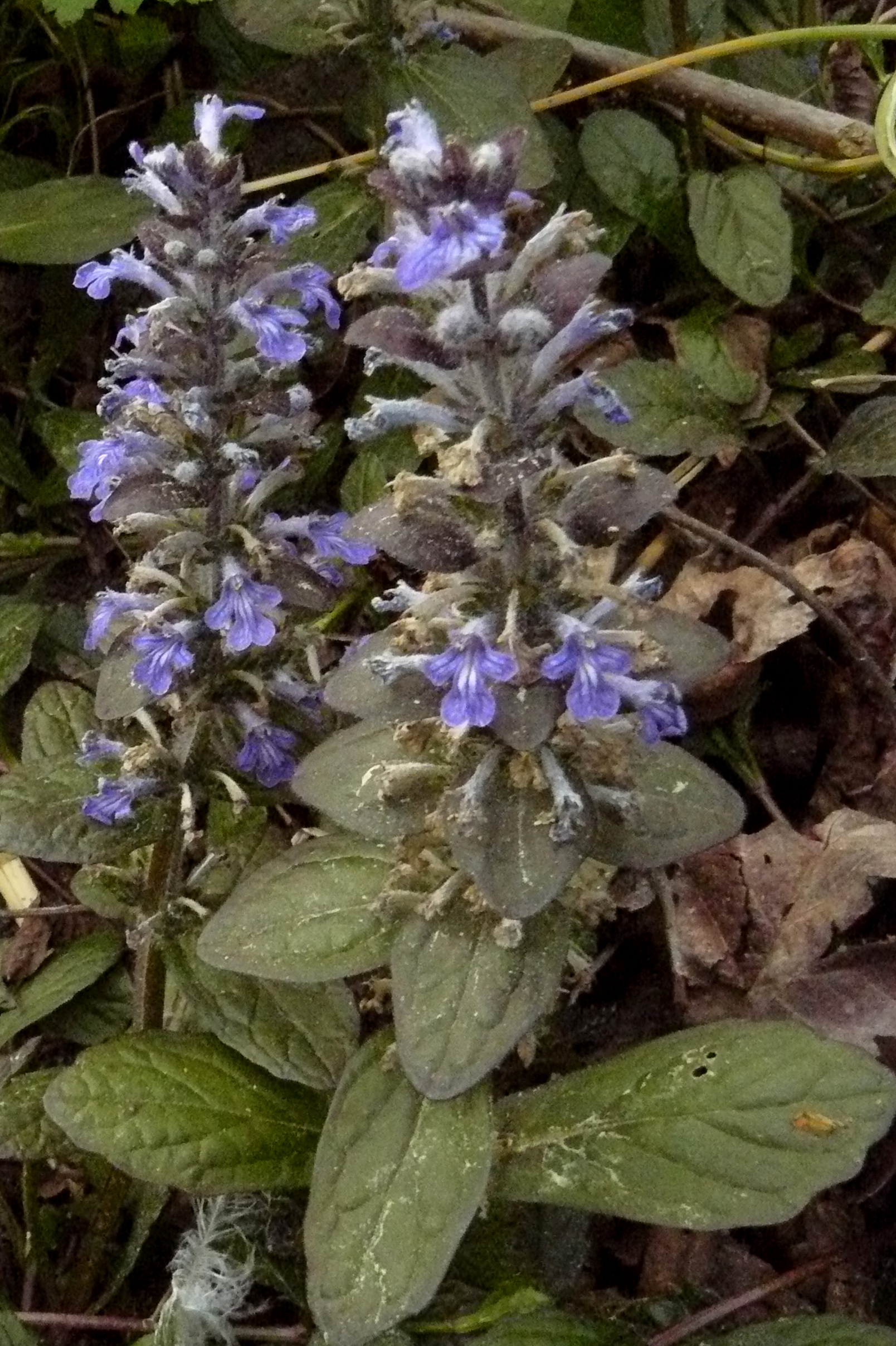 Ajuga reptans : Bugle rampant