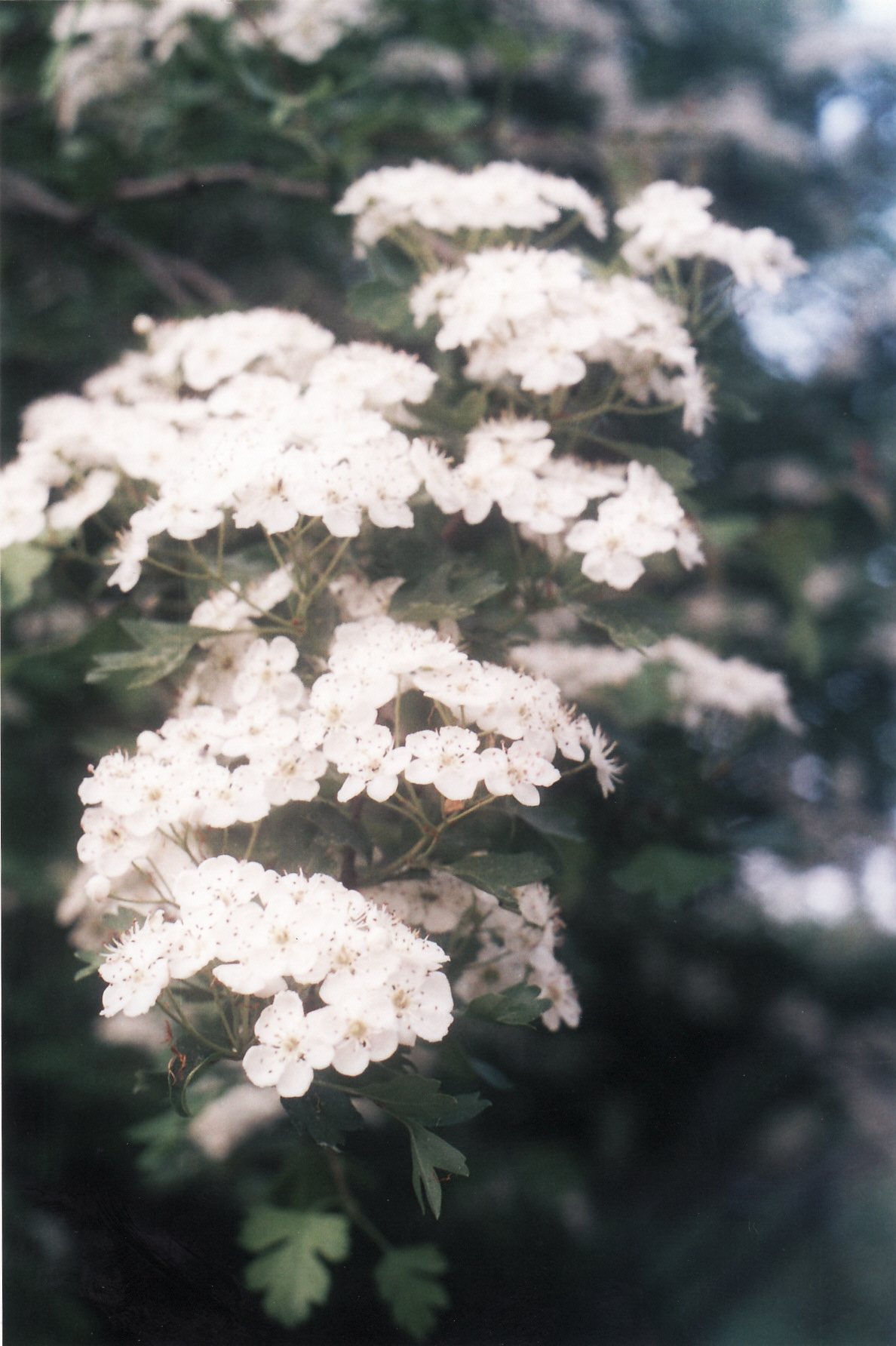 aubépine fleurs