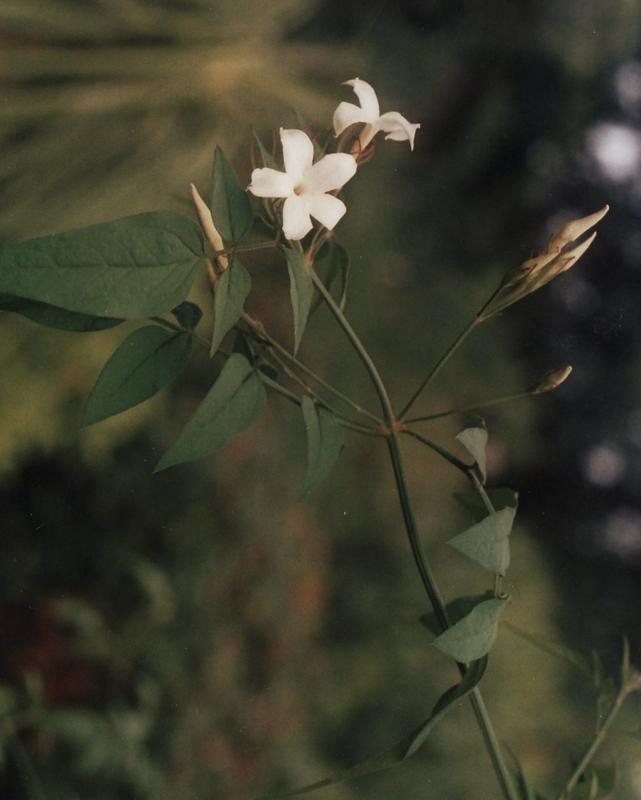 Jasmin blanc - Jasminum officinalis - grimpante pour terrain sec