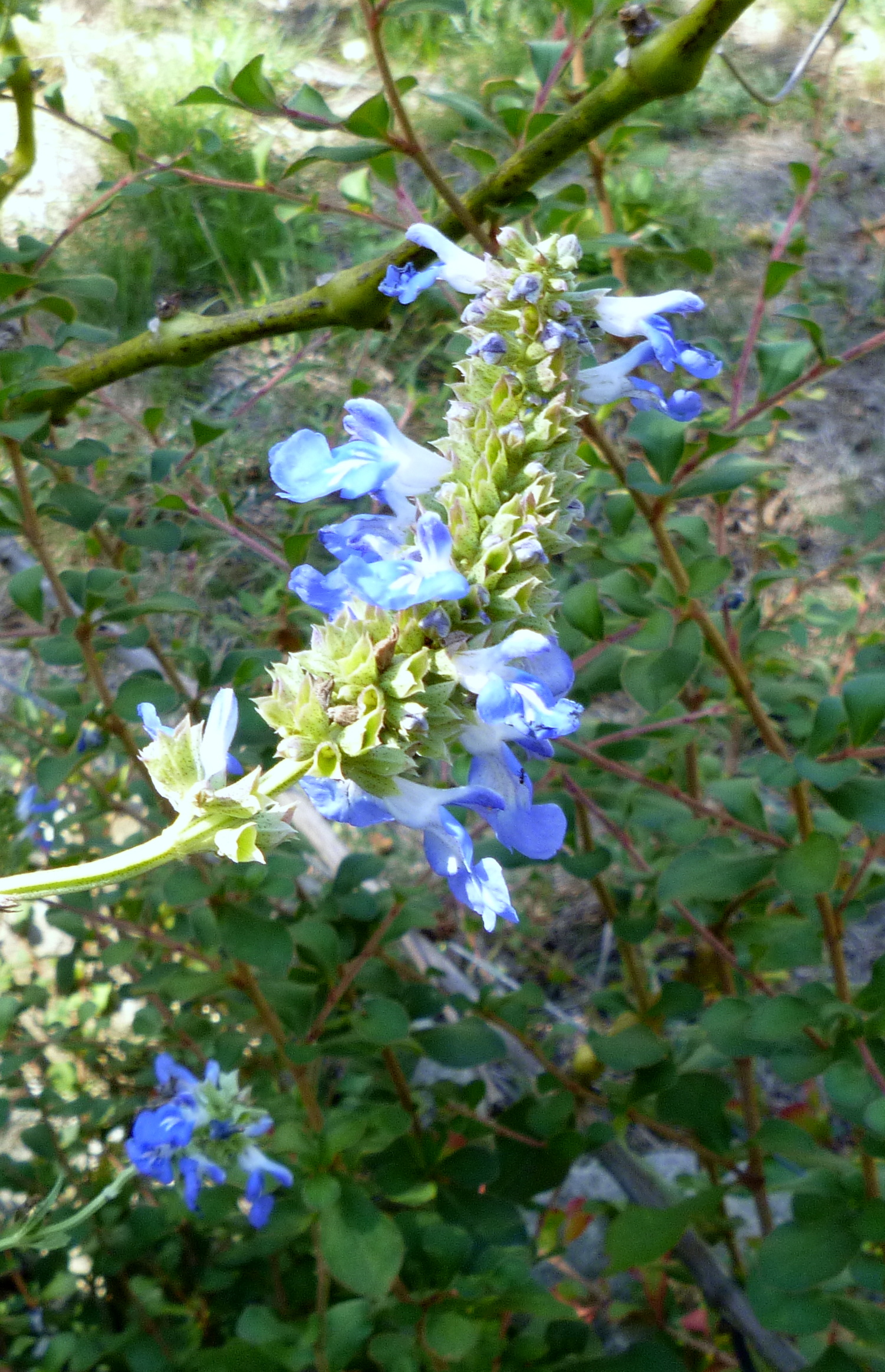 Salvia uliginosa