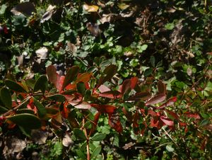 Les couleurs de l'automne Les couleurs de l'automne