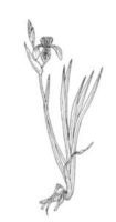 Iris pseudacorus Iris pseudacorus