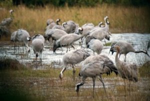 Grues au dortoir à Arjuzanx