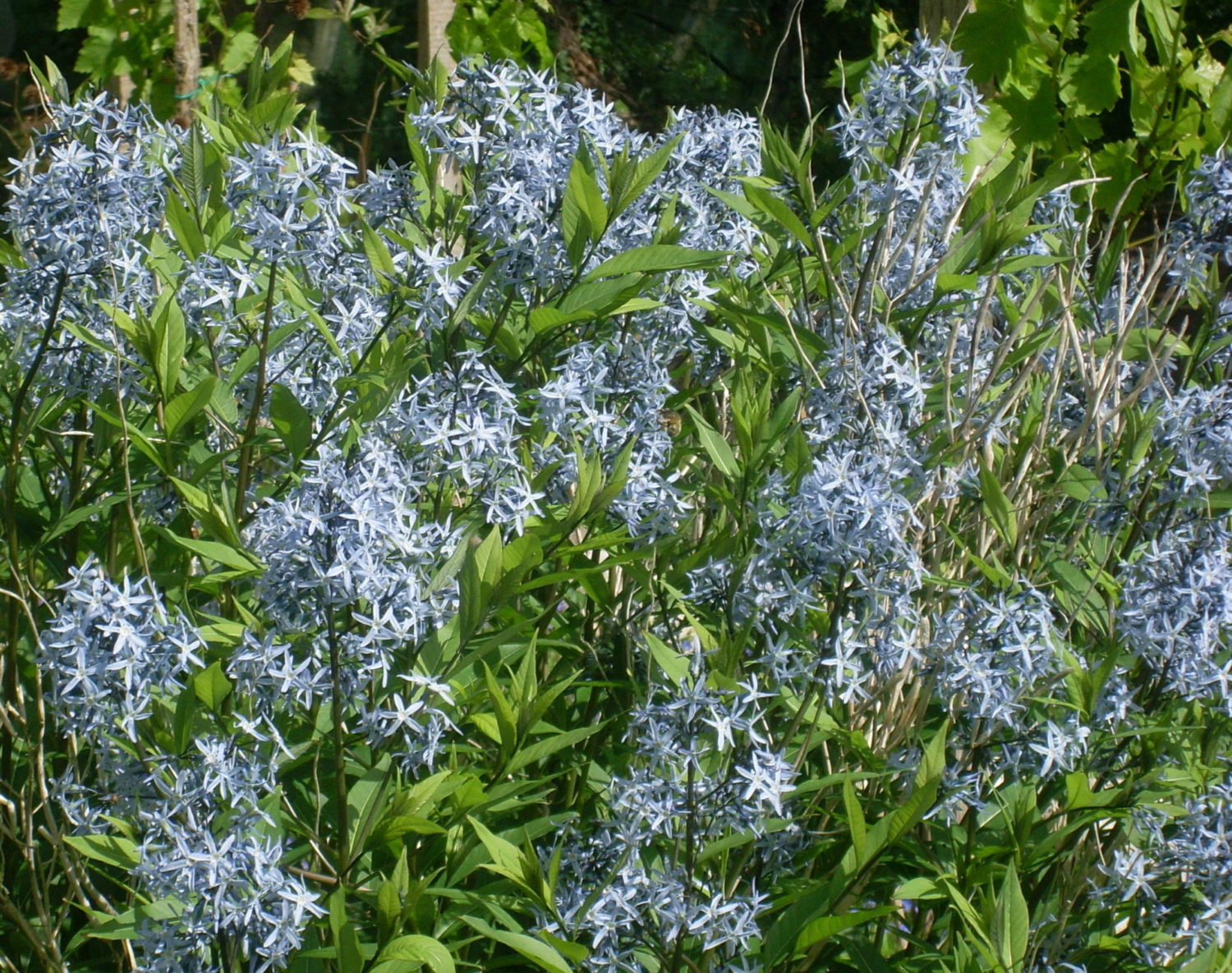 Amsonia fleurs bleues