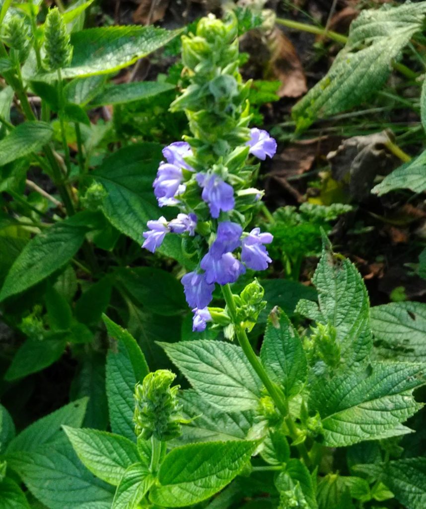 salvia hispanica