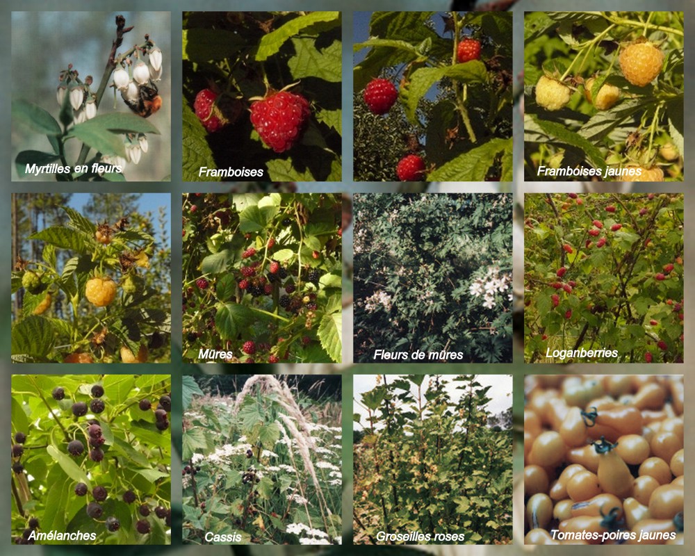 tous les fruits de la ferme